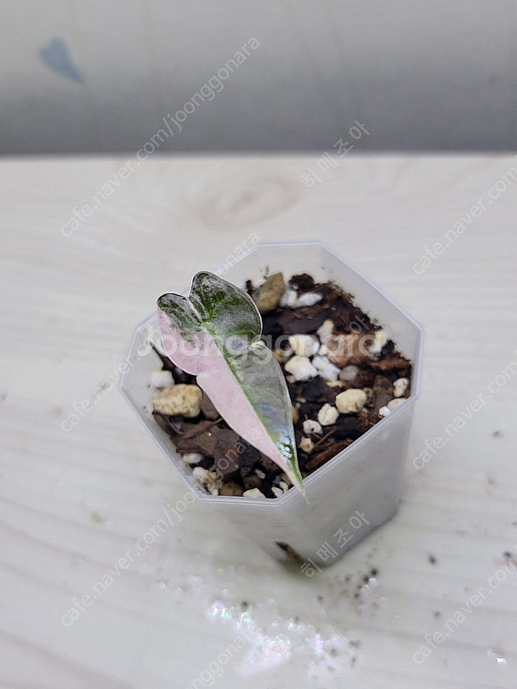 밤비노핑크바리,에피바리,에피민트,트루비문라이트,마블스킨,아미드리움미디움실버,풀민트히메,화이트민트히메,무늬히메,베놈 ...--4